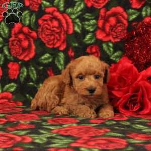 Sebastion, Miniature Poodle Puppy